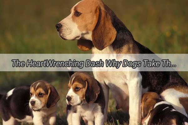 The HeartWrenching Dash Why Dogs Take That Final Emotional Run Before Saying Goodbye